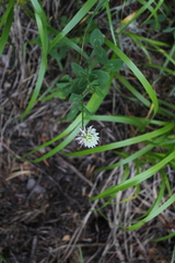 Trifolium ambiguum