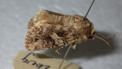 Anarta odontites