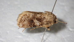 Anarta odontites