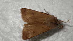 Agrotis cinerea