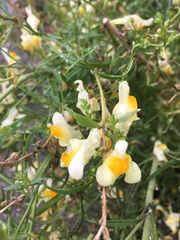 Linaria vulgaris