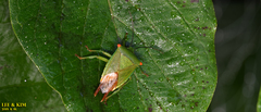 Acanthosoma labiduroides