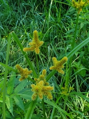 Cyperus glomeratus