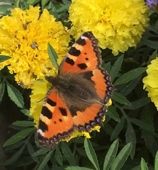 Aglais urticae