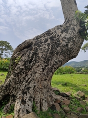 Ficus vasta