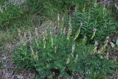 Hedysarum caucasicum