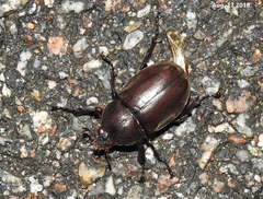 Trypoxylus dichotomus