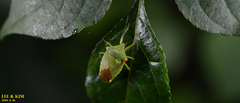 Acanthosoma labiduroides