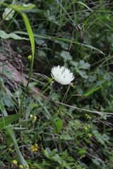 Centaurea cheiranthifolia