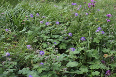 Geranium platypetalum