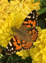 Vanessa cardui