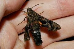 Neogurelca himachala