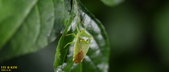 Acanthosoma labiduroides