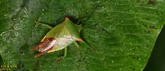 Acanthosoma labiduroides