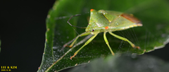 Acanthosoma labiduroides