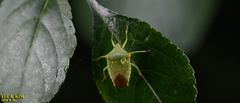 Acanthosoma labiduroides