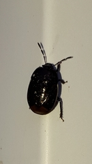 Sehirinae