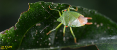 Acanthosoma labiduroides