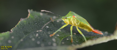 Acanthosoma labiduroides