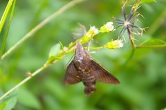 Macroglossum corythus