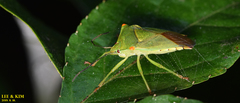 Acanthosoma labiduroides