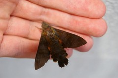 Macroglossum corythus