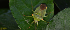 Acanthosoma labiduroides