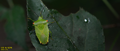 Acanthosoma labiduroides
