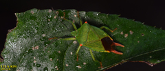 Acanthosoma labiduroides