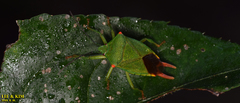 Acanthosoma labiduroides