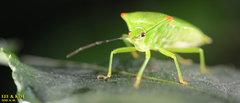 Acanthosoma labiduroides