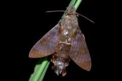 Macroglossum corythus