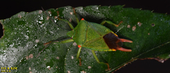 Acanthosoma labiduroides