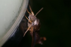 Macroglossum corythus