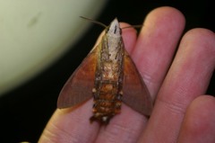 Macroglossum corythus