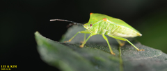 Acanthosoma labiduroides