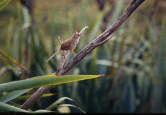 Poodytes punctatus vealeae