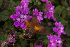 Macroglossum corythus