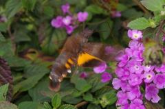 Macroglossum corythus