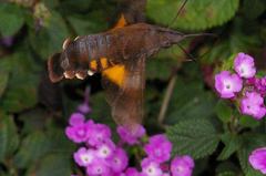 Macroglossum corythus