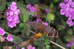 Macroglossum corythus