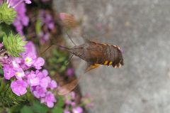 Macroglossum corythus