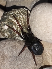 Trachyzelotes pedestris