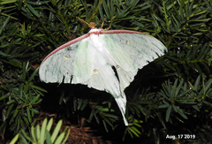 Actias artemis