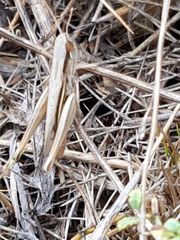 Euchorthippus elegantulus