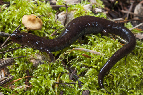 Del Norte Salamander