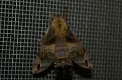 Macroglossum pyrrhosticta