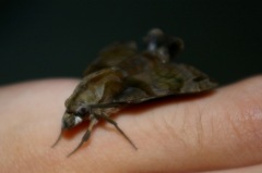 Macroglossum pyrrhosticta