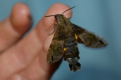 Macroglossum pyrrhosticta