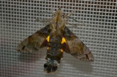 Macroglossum pyrrhosticta